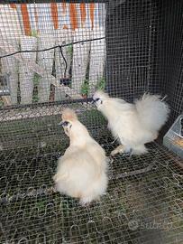 Coppia di moroseta bianca pronta alla riproduzione