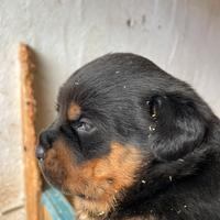 Cuccioli Rottweiler