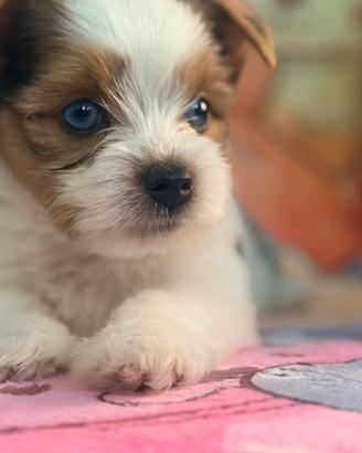 Cuccioli Biewer Yorkshire terrier