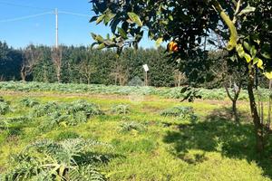 TER. AGRICOLO A ACERRA