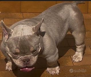 American Bully Micro Exotic LilacTri