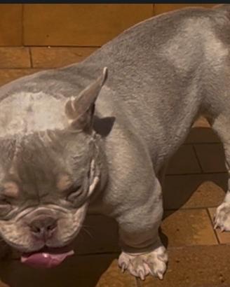 American Bully Micro Exotic LilacTri