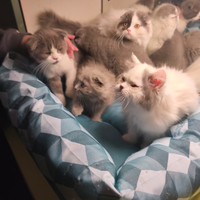 Gattini British shorthair e scottish fold