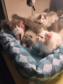 Gattini British shorthair e scottish fold