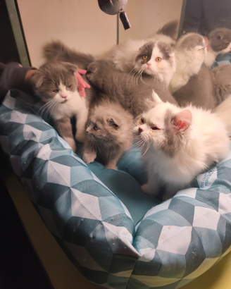 Gattini British shorthair e scottish fold