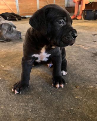 Cuccioli cane corso