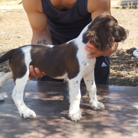Springer spaniel inglese