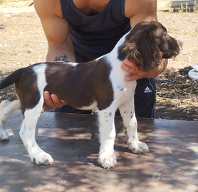 Springer spaniel inglese