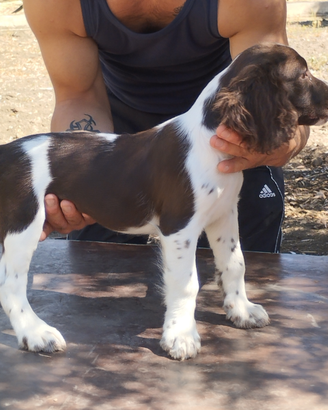 Springer spaniel inglese