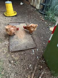 Galline