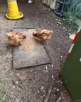 Galline