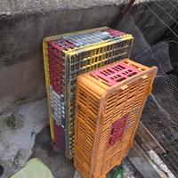 trasportini per pollame conigli ecc