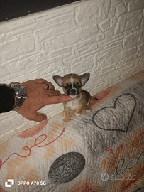 Cuccioli di chihuahua Toy mini