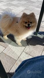 Spitz di Pomerania