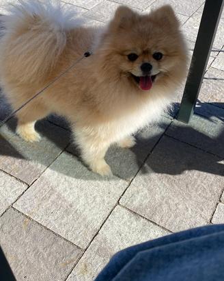 Spitz di Pomerania