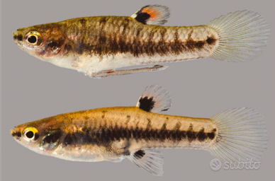 Heterandria Formosa "micro fish"