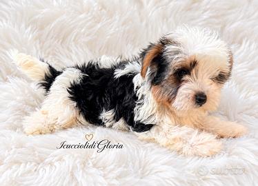 MERAVIGLIOSO Yorkshire terrier biewer MINI