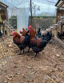 Galli Marans 5 mesi