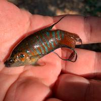 Pesce del paradiso macropodus