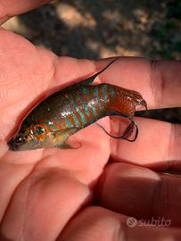 Pesce del paradiso macropodus