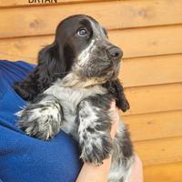 Cucciolo do cocker spaniel inglese