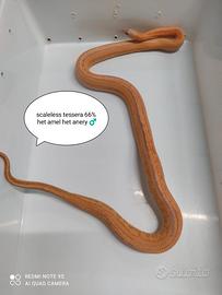 Scaleless maschio proven