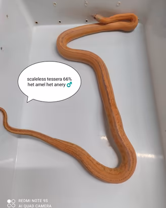 Scaleless maschio proven