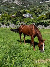 AQHA 2017 castrone da Trekking - Genuine Doc Bar