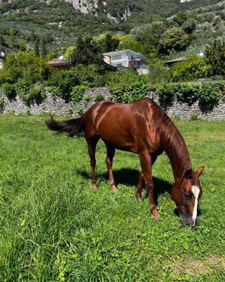 AQHA 2017 castrone da Trekking - Genuine Doc Bar