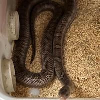 E. guttata adulta PEWTER BLOOD RED + CHARCOAL