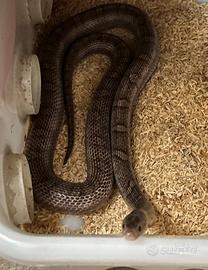 E. guttata adulta PEWTER BLOOD RED + CHARCOAL