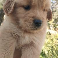 Cuccioli di golden retriever