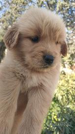 Cuccioli di golden retriever