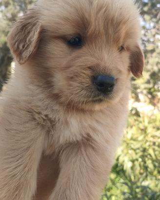 Cuccioli di golden retriever