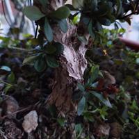 berberis