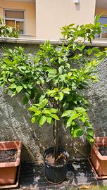 Piante di Agrumi 