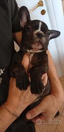 Bulldog francese