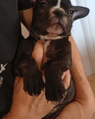 Bulldog francese