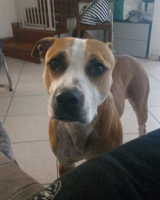 Pitbull