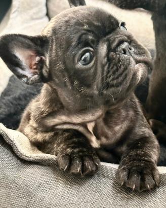 Bouledogue francese cucciolo