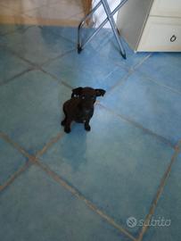 cuccioli di pincher Toy 