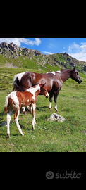 Puledro Paint horse