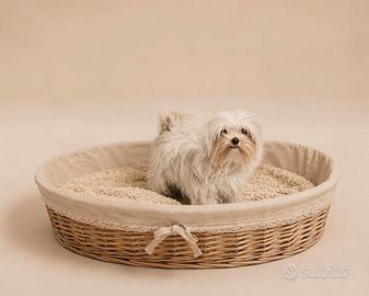 Maltese "mini toy" coreano disponibili subito