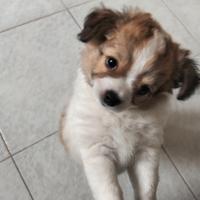 Chihuahua maschio pedigree