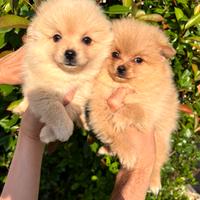 Cuccioli Spitz della Pomerania