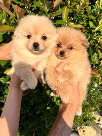 Cuccioli Spitz della Pomerania