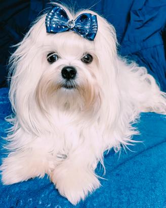 Maltese con pedigree ENCI per monta