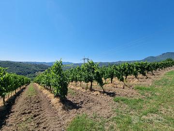 Terreno a vigneto e uliveto fronte strada statale