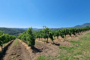 Terreno a vigneto e uliveto fronte strada statale