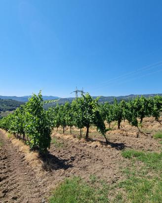 Terreno a vigneto e uliveto fronte strada statale